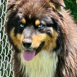 Stoic - Australian Shepherd