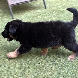 German Shepherd Puppies from AB_Elite_GSD