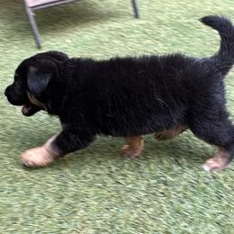 German Shepherd Puppies from AB_Elite_GSD