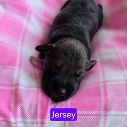 Jersey - Salt and pepper female Miniature Schnauzer puppy in Piedmont, Oklahoma from J&K's Miniature Schnauzers
