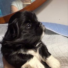 Peggy Jean - Black and white female Shih Tzu puppy in Covington, Georgia from Top Hats 2  Shih Tzu’s