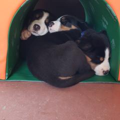 Greater Swiss Mountain Dog Puppies from Prairie Winds Greater Swiss Mountain Dogs