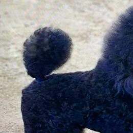 Poodles from Berndt Sienna Poodles