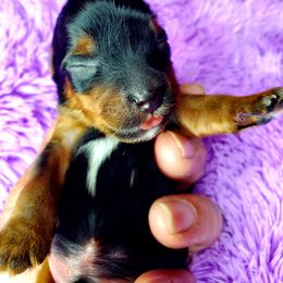 Yorkshire Terrier Puppies from Pixieland Yorkshire Terriers