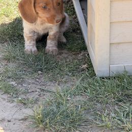 Bobbi - Dapple female Dachshund puppy in Marshfield, Missouri from WH Hounds