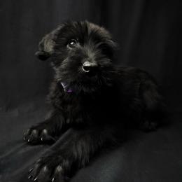 Girl 6 - Lavender Collar - Black female Giant Schnauzer puppy in St George, Utah from Schnauzer Ranch