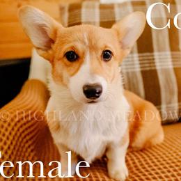 Cookie - Red female Pembroke Welsh Corgi puppy in Bend, Oregon from Highland Meadow Corgis