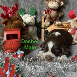 Dasher - Liver white and roan male English Springer Spaniel puppy in Hudson, Michigan from Picky’s Puppies