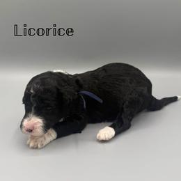 Licorice - Black and white female Aussiedoodle puppy in Paragould, Arkansas from AC Doodles & Corgis