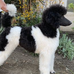 Bentley - Poodle