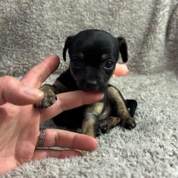 Bella - Black female Chihuahua puppy in Berwick, Pennsylvania from Maras puppies