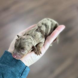 Cider - Dapple female Dachshund puppy in Live Oak, Florida from Johnson’s Weiner Farm