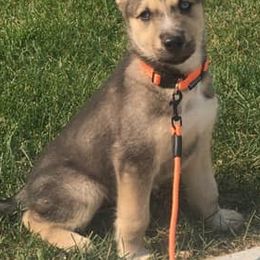 Alaskan Husky Puppies from Sage Mountain Sled Dogs