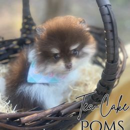 Pomeranian Puppies from Tea-Cake Pomeranians of The Carolinas