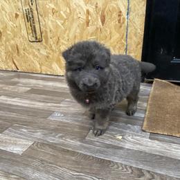 Girl 1 Little sweetheart girl. - Blue female German Shepherd puppy in Pelham, North Carolina from P & P Shepherds