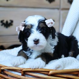 Bunny - Black female Goldendoodle puppy in Temecula, California from Temecula Creek Doodles