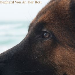 German Shepherds from German Shepherd Von An Der Rott