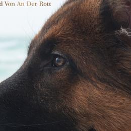 German Shepherds from German Shepherd Von An Der Rott