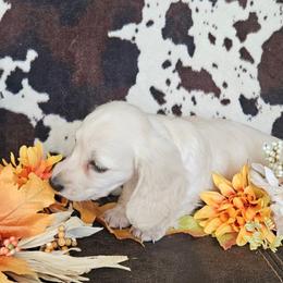 Dachshund Puppies from Buckwild Doxies