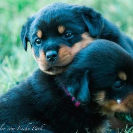 Rottweilers from KO Rotts
