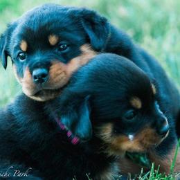 Rottweilers from KO Rotts