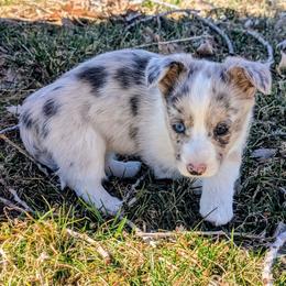 Lass - Blue merle and white female Cardigan Welsh Corgi puppy in Hotchkiss, Colorado from Bell S Ranch