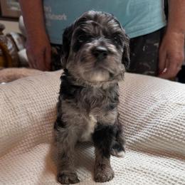 Goldendoodle Puppies from Southern Goldendoodles