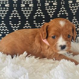 Poppy - Red female Cavapoo puppy in Malad City, Idaho from FreckledCowgirlPuppies