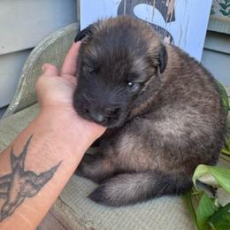 Dill - Mahogany and black male Belgian Tervuren puppy in Hastings, Minnesota from Century Hills Farm