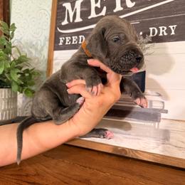 Tulok - Blue male Great Dane puppy in Carencro, Louisiana from Halsey Danes