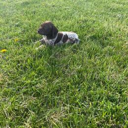 Ace - Liver roan male German Shorthaired Pointer puppy in Ohio from Eric and Michelle's GSP