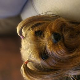 Yorkshire Terriers from Yorkies of Pineville