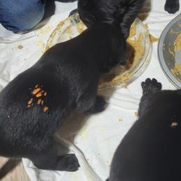 Orange Back - Black male Labrador Retriever puppy in Ogden, Illinois from Hallelujah Retrievers