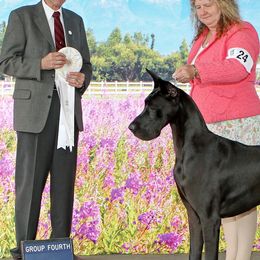 Great Danes from AsayAcres Great Danes
