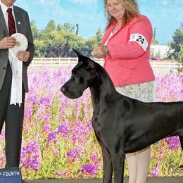 Great Danes from AsayAcres Great Danes