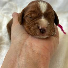 Angel - Red female Cavapoo puppy in Adrian, Oregon from ApplebyFarm