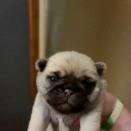 Pugs from Anselmi's Pugs