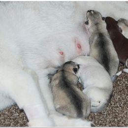 Siberian Husky Puppies from Shedenara Siberians