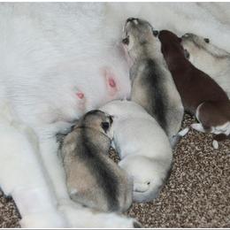 Siberian Husky Puppies from Shedenara Siberians