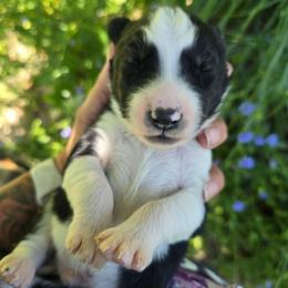 Huron - Black and white male Siberian Husky puppy in Addison, Michigan from Gray Run Siberian Huskies