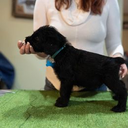 Thackary - Giant Schnauzer puppy from Above Par Kennels