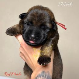 Red Collar - Sable male German Shepherd puppy in Orlando, Florida from AceHaven Canines