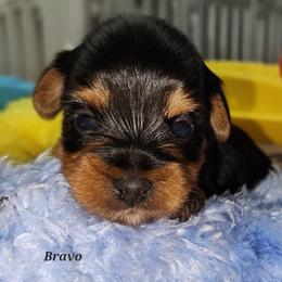 Bravo - Black and tan male Yorkshire Terrier puppy in Ben Wheeler, Texas from Nana's Yorkie Crew