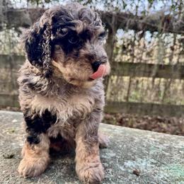 Scallywag - Merle male Goldendoodle puppy in Ocala, Florida from The Treasured Puppies Department