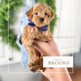 B R O O K S - Red  male Goldendoodle puppy in Richfield, Utah from Cedar Doodles- Home of the Teddybear Goldendoodle