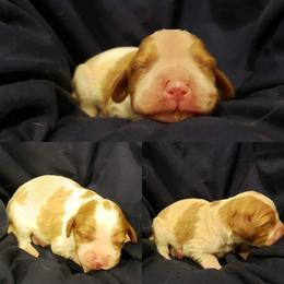 Cavalier King Charles Spaniel Puppies from Southern Edge Kennel