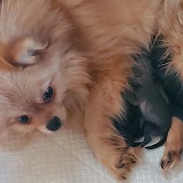 Pomeranians from Jerrimiah's Pomeranians