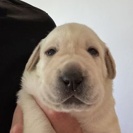 Labrador Retriever Puppies from Kanaloa Labs