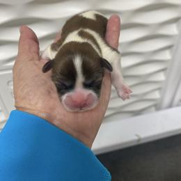 Chanel - Sable and white female Shih Tzu puppy in Reddell, Louisiana from TINYSHIHTZUFURU
