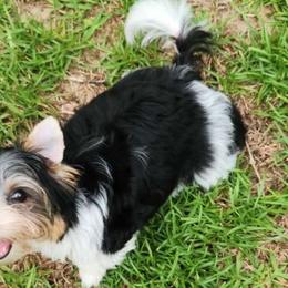 Kellie - Parti Yorkshire Terrier puppy in Brooksville, Florida from Wild Azalea Yorkies on FB